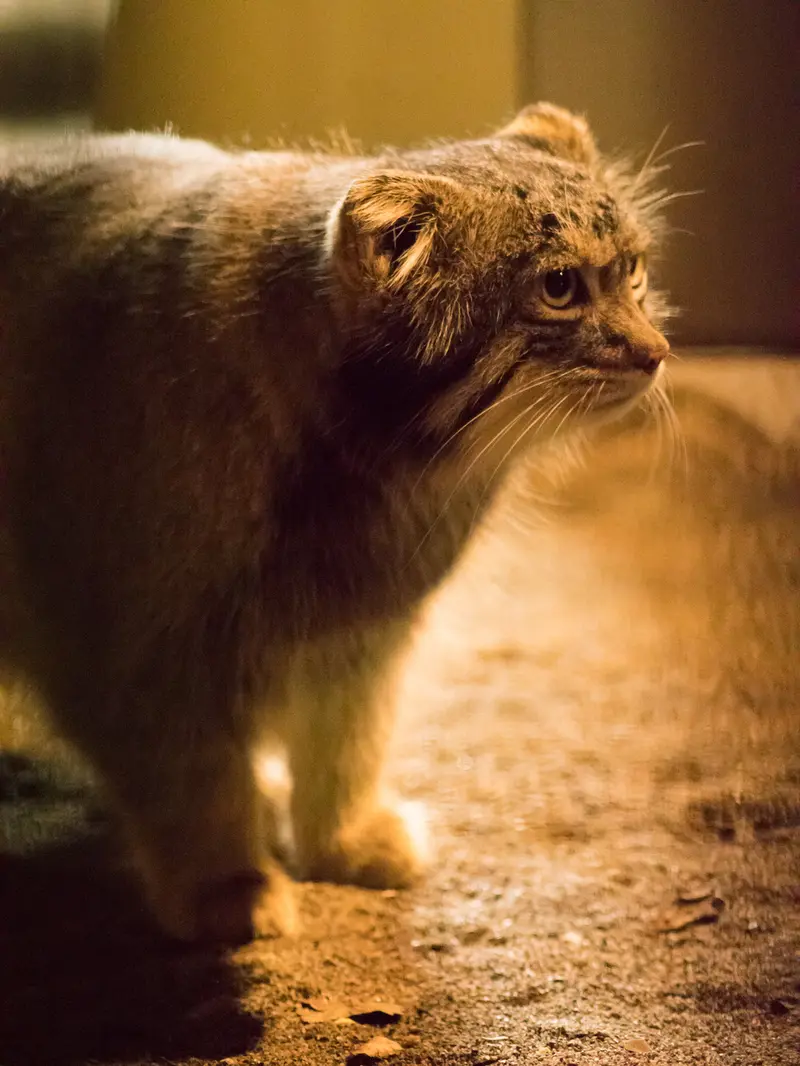 A photograph of Figa in Nogeyama Zoo