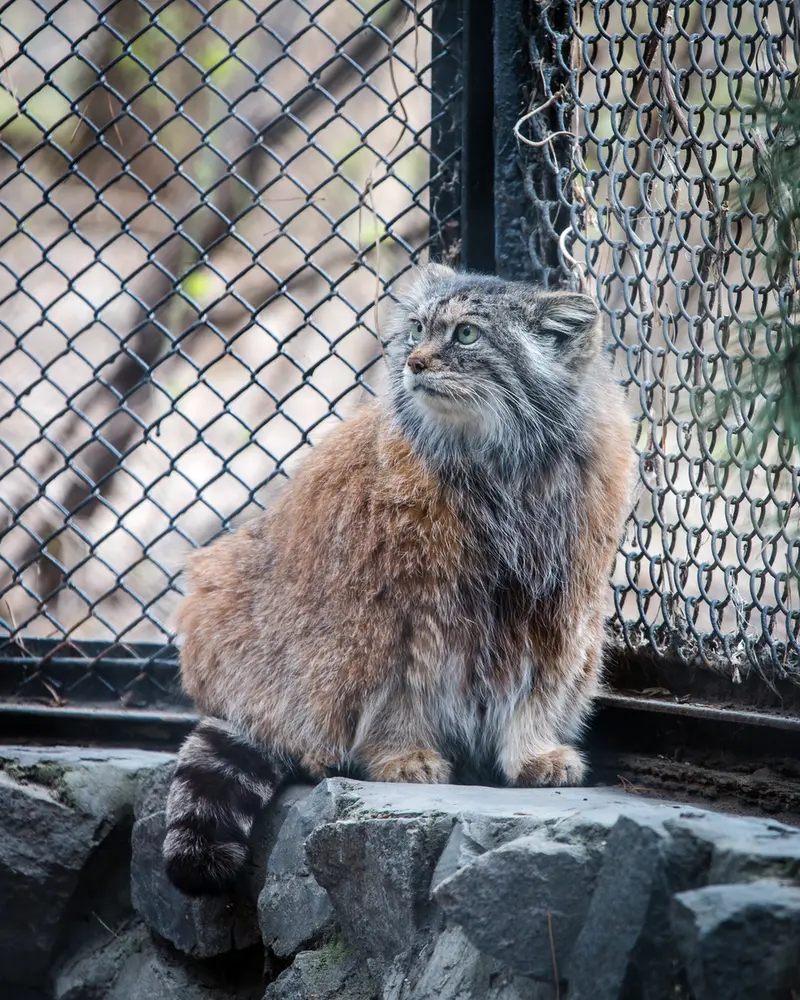 A photograph of Lastochka in Novosibirsk Zoo