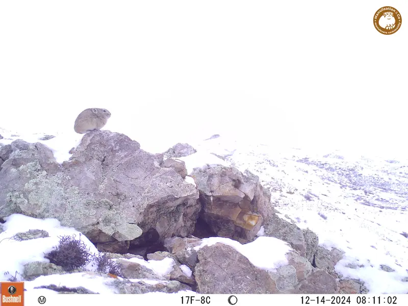 A photograph of Pika from Besshoky 1 camera trap