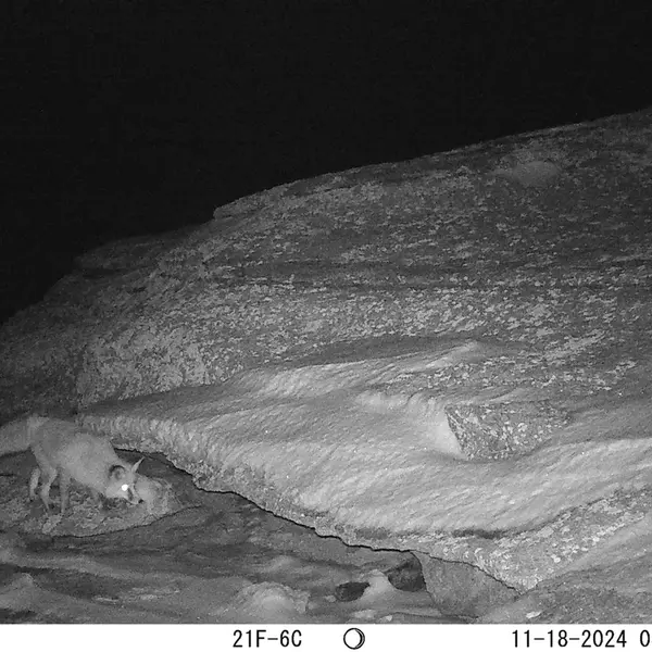 A photograph of Red fox from Bektauata 1 camera trap