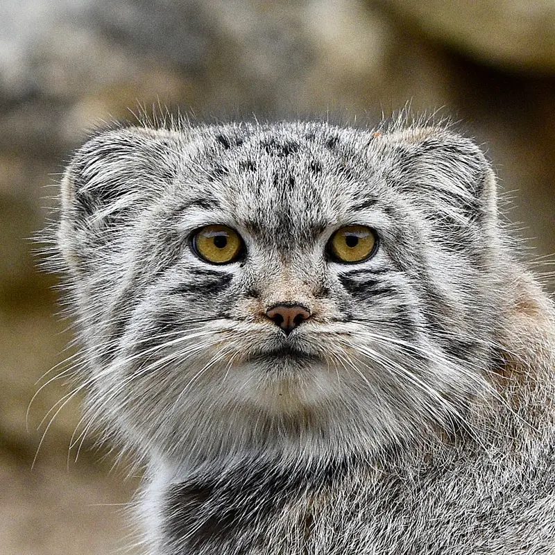 Bat-Erdene the Pallas's cat from Port Lympne Wild Animal Park