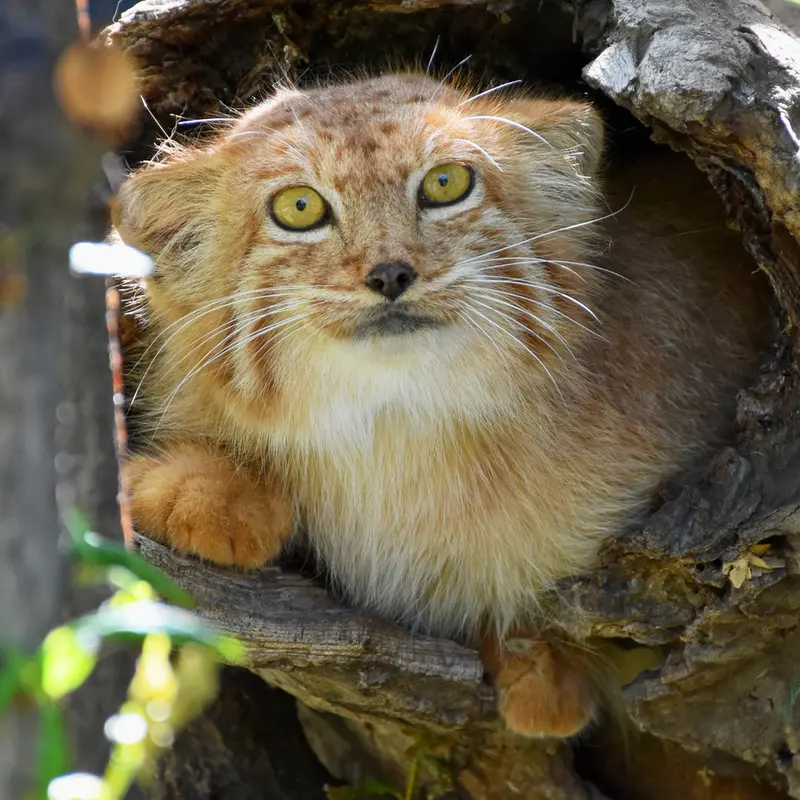 ⚡️ Breaking news: the world’s first ORANGE MANULS have appeared in a zoo! 🧡