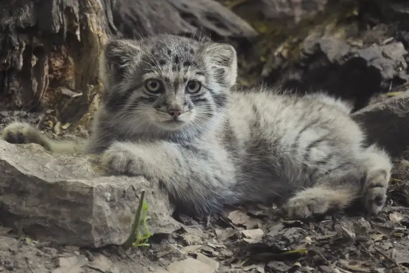A photograph of Son of Lucy b. 2026 in Budapest Zoo & Botanical Garden