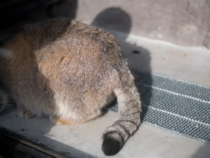 A photograph of Grusha in Asahiyama Zoo