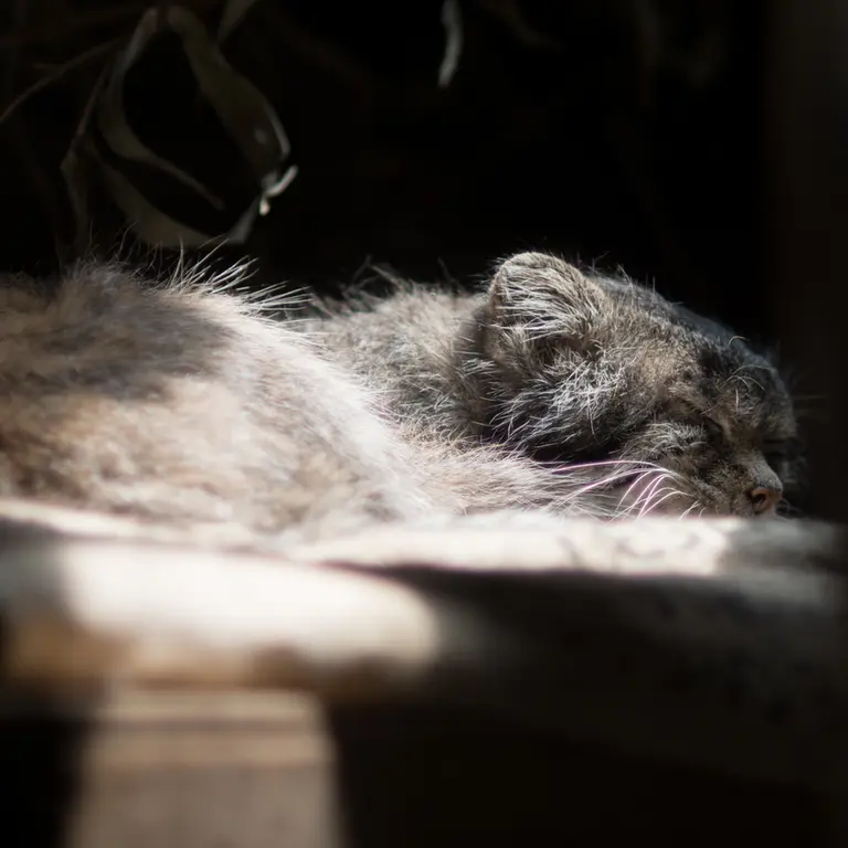 A photograph of Klyon in Ueno Zoological Gardens