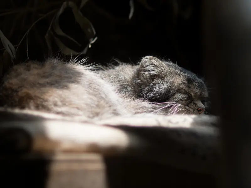 A photograph of Klyon in Ueno Zoological Gardens