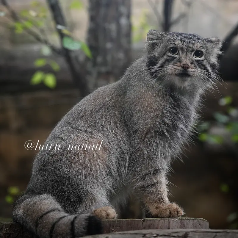 A photograph of Nagomu in Nasu Animal Kingdom