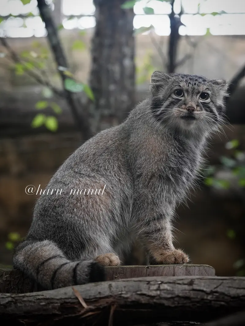 A photograph of Nagomu in Nasu Animal Kingdom