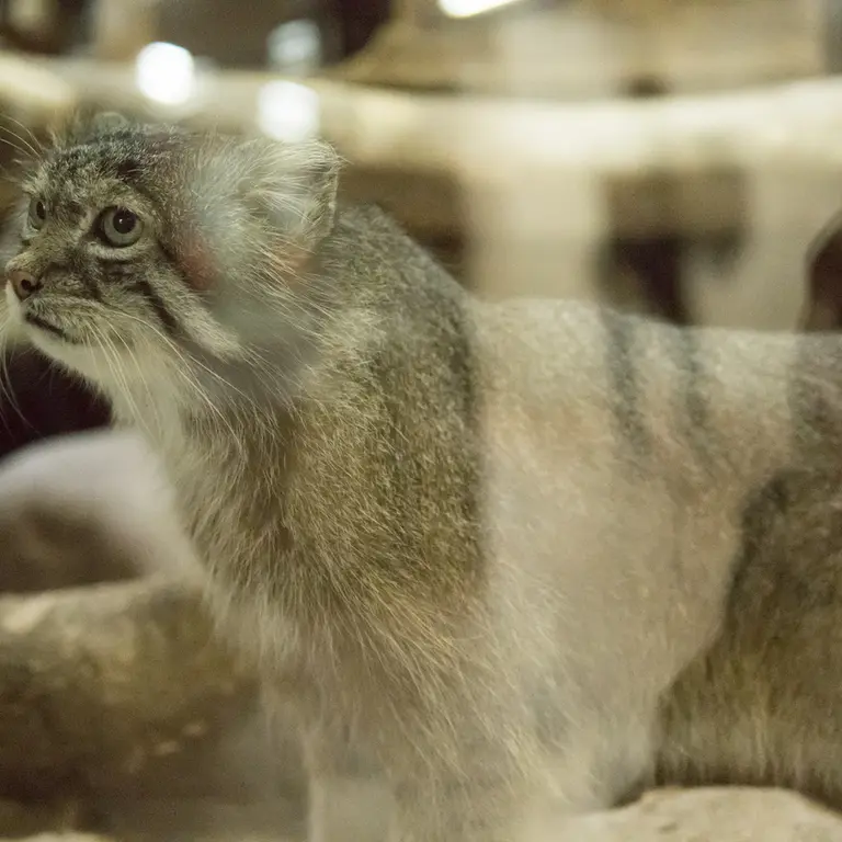 A photograph of Klyon in Ueno Zoological Gardens
