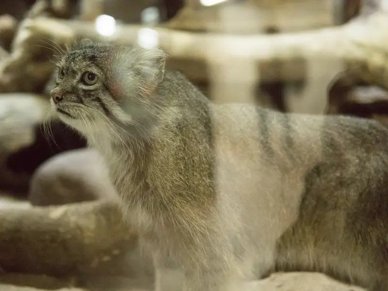 A photograph of Klyon in Ueno Zoological Gardens