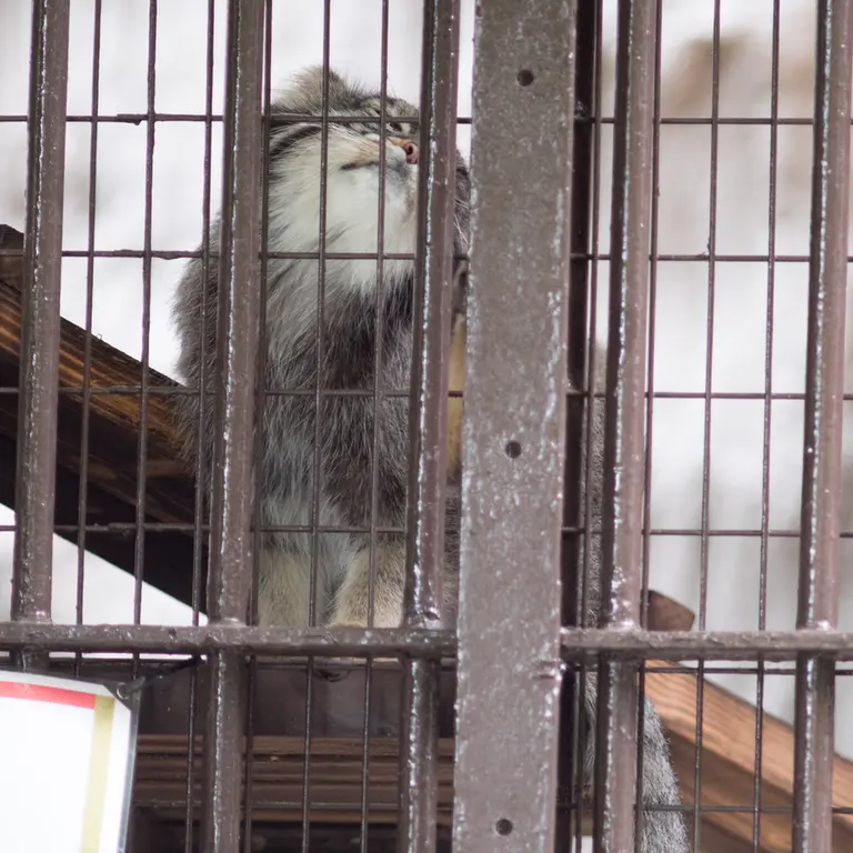 A photograph of Figa in Nogeyama Zoo