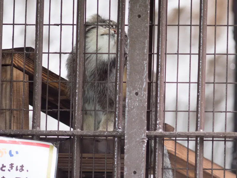 A photograph of Figa in Nogeyama Zoo