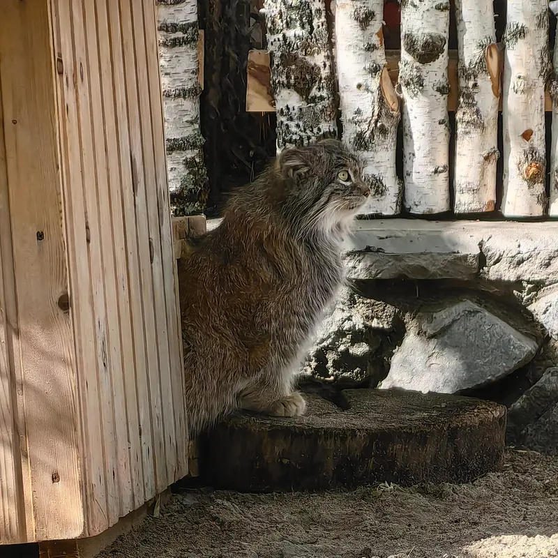 A photograph of Snezhinka in Novosibirsk Zoo