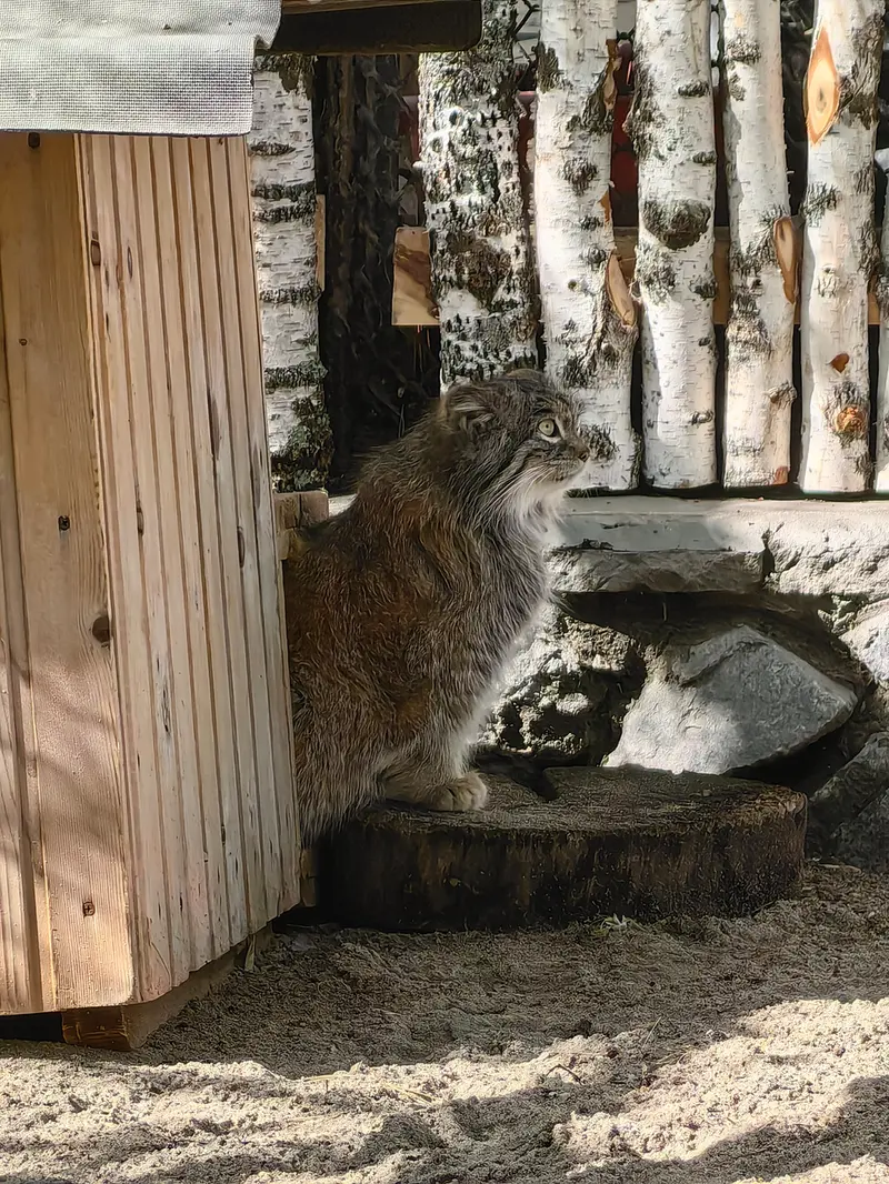 A photograph of Snezhinka in Novosibirsk Zoo