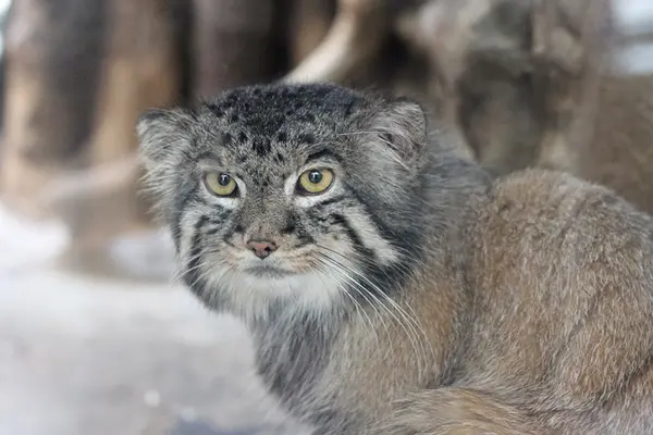 A photograph of Naim in Ueno Zoological Gardens