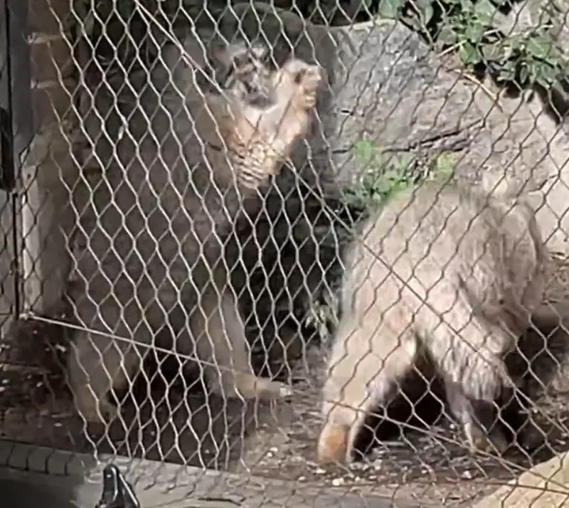 A photograph of Sarnai and Batu in Prospect Park Zoo