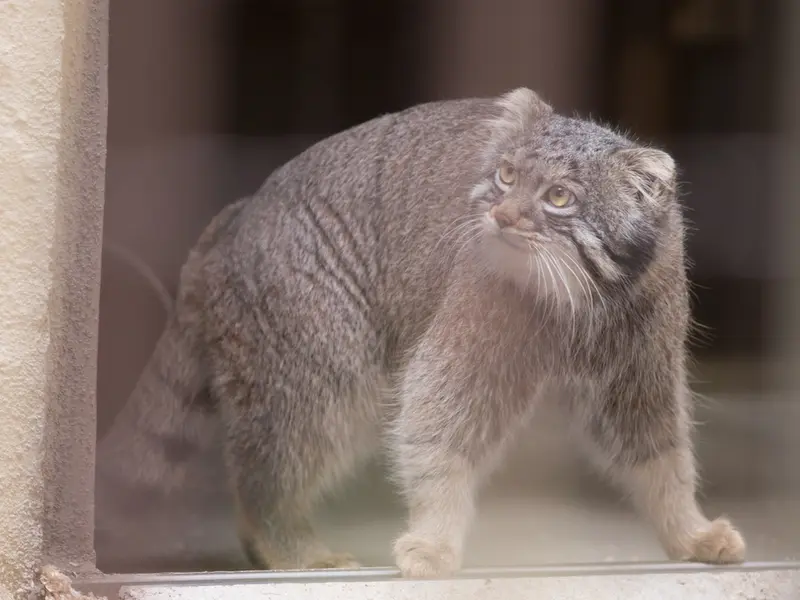 A photograph of Figa in Nogeyama Zoo