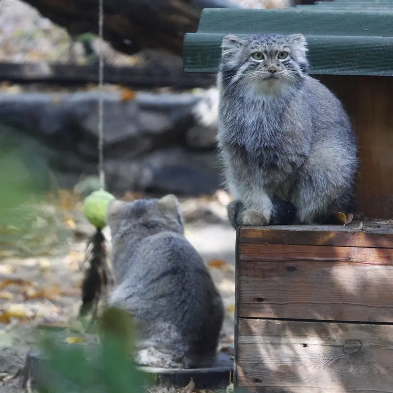 A photograph of Snezhana in Novosibirsk Zoo