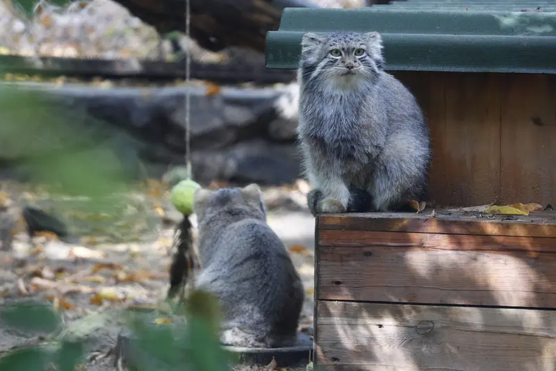 A photograph of Snezhana in Novosibirsk Zoo