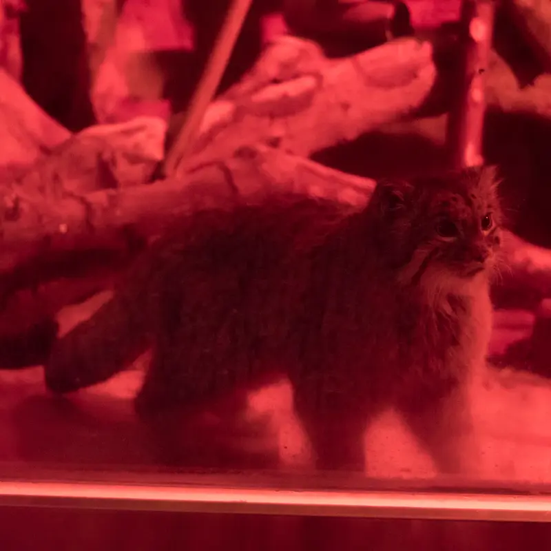 A photograph of Naim in Ueno Zoological Gardens