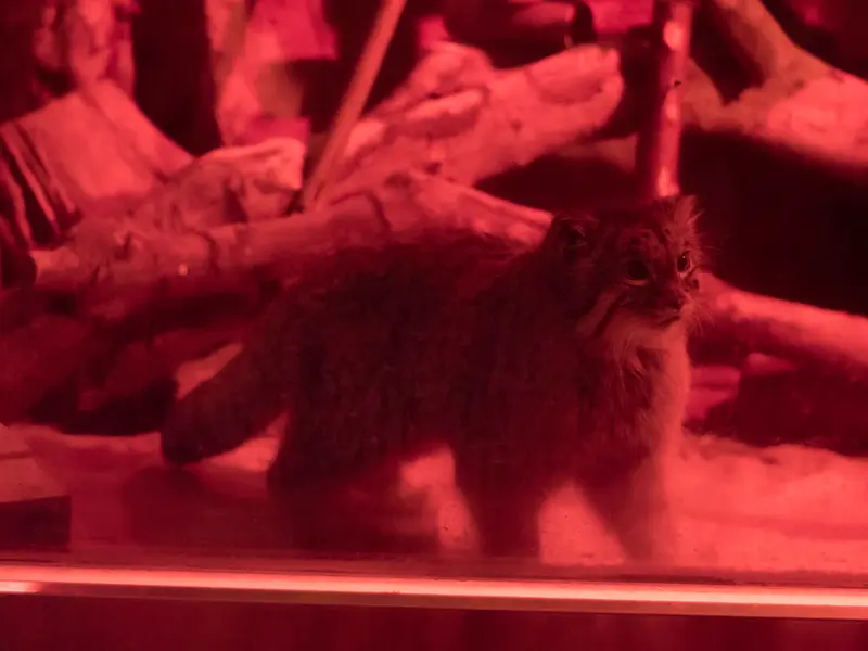A photograph of Naim in Ueno Zoological Gardens