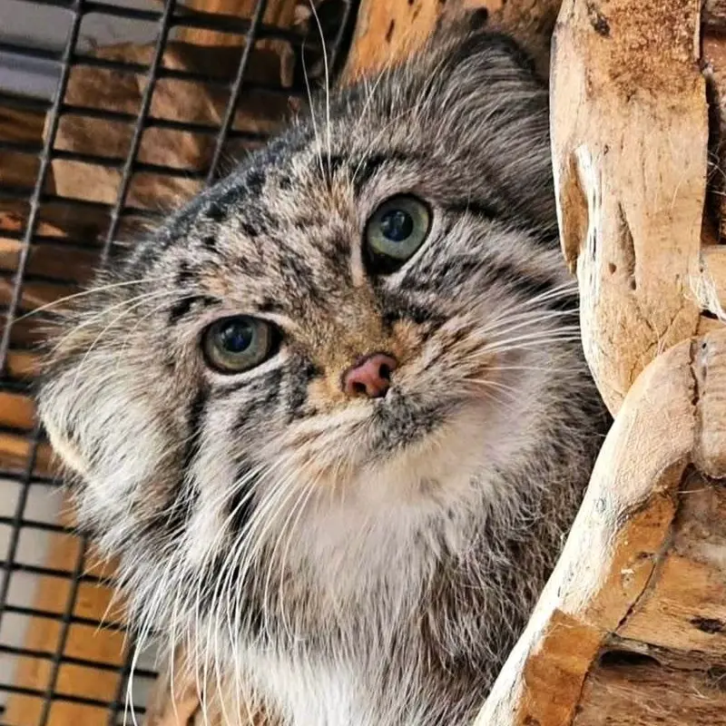 Nozomi the Pallas's cat from Miller Park Zoo