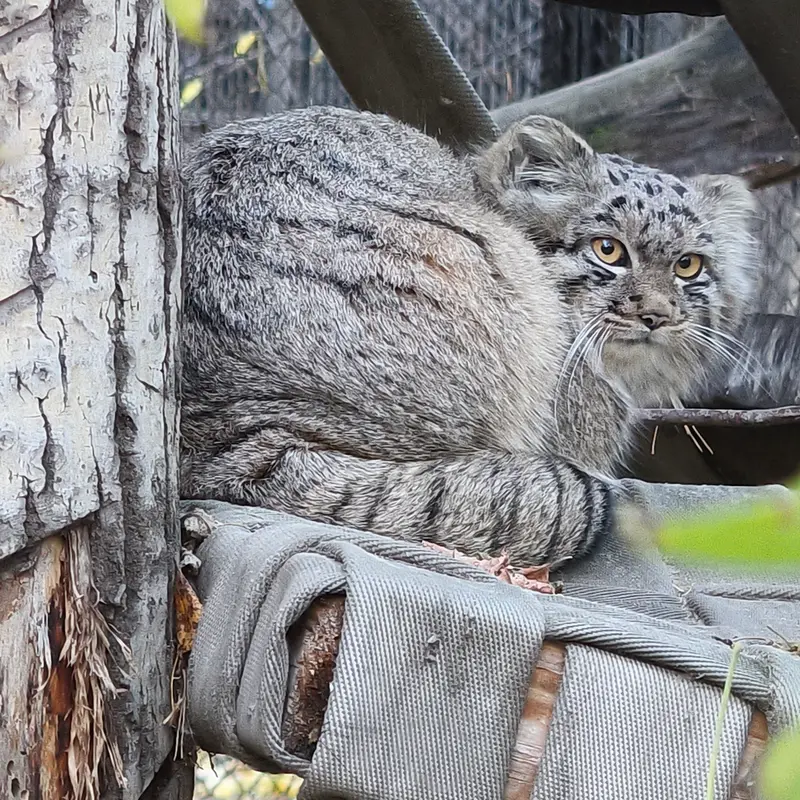 A photograph of a Pallas's cat in Novosibirsk Zoo