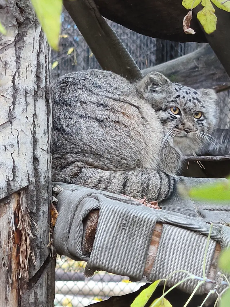 A photograph of a Pallas's cat in Novosibirsk Zoo