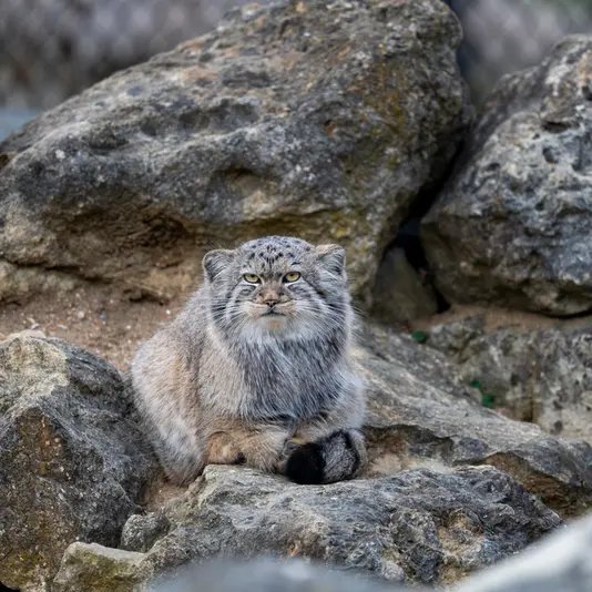 A photograph of Khutga in Port Lympne Wild Animal Park
