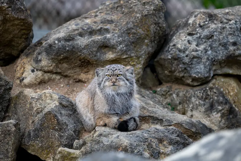 A photograph of Khutga in Port Lympne Wild Animal Park