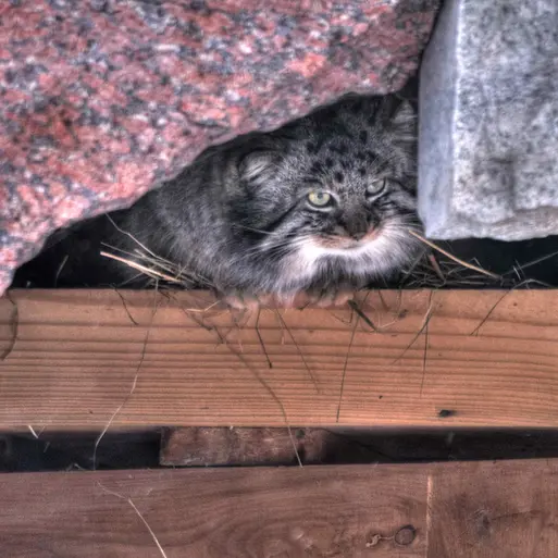 A photograph of Darlay in Moscow zoo