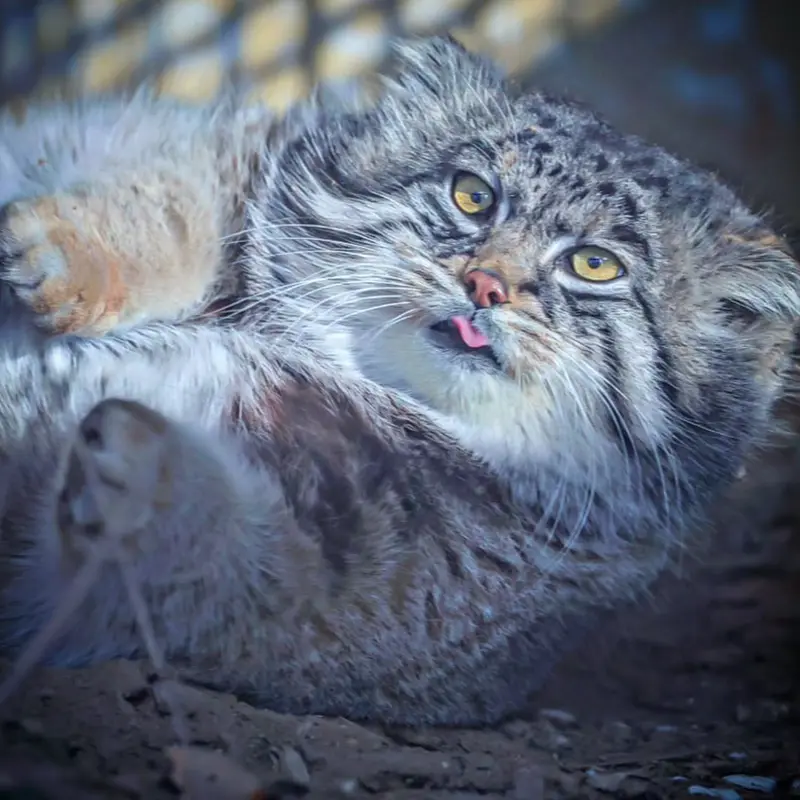 A photograph of a Pallas's cat