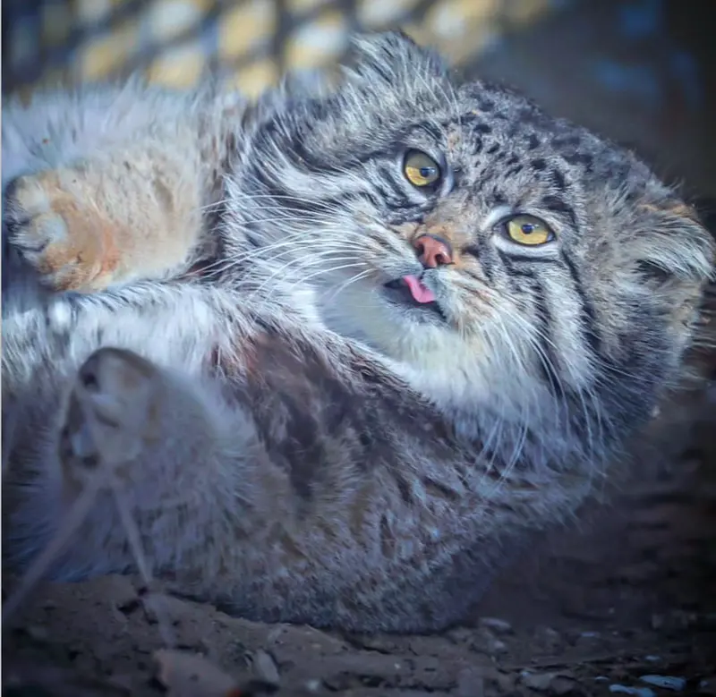 A photograph of a Pallas's cat