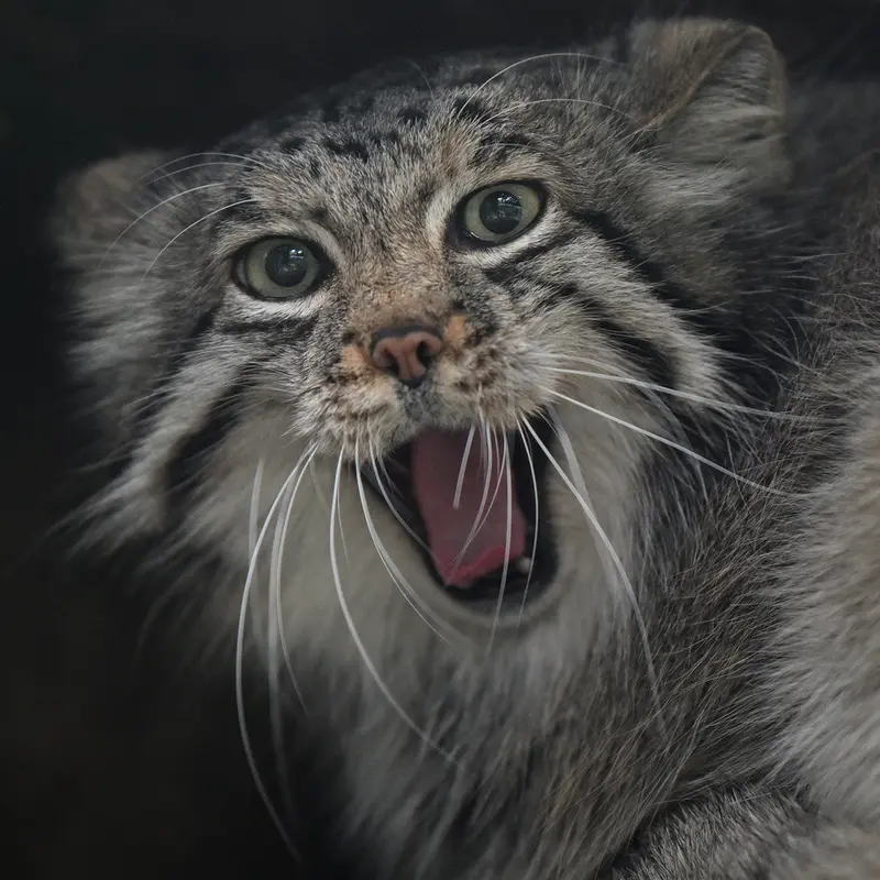 A photograph of Az in Kobe Animal Kingdom