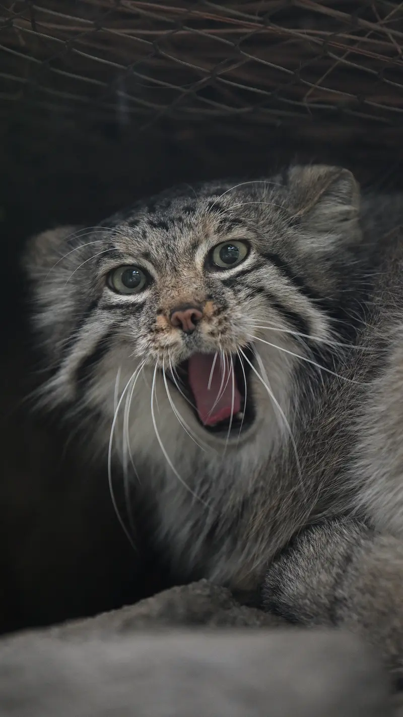 A photograph of Az in Kobe Animal Kingdom