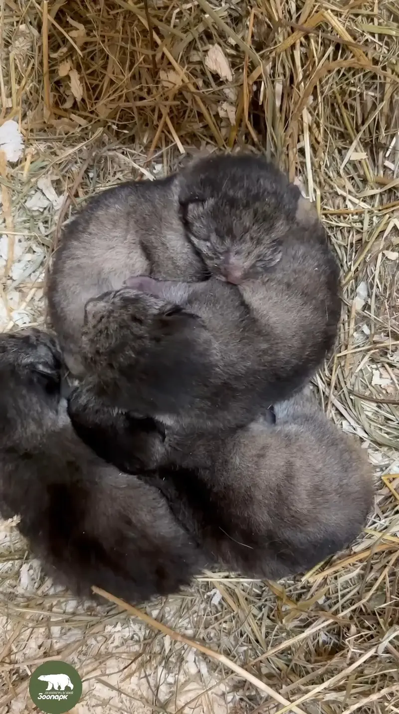Manul kittens have been born at the Leningrad Zoo!