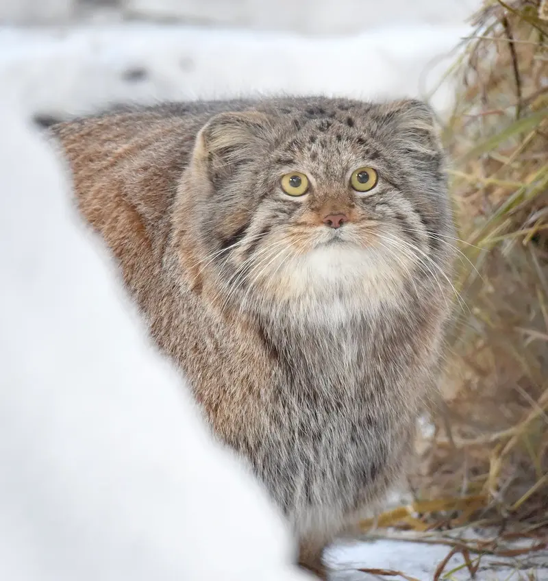 what is this manul