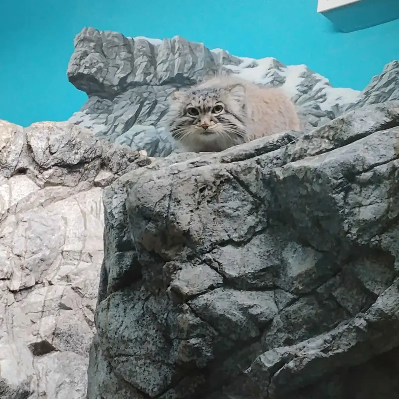 Isabel the Pallas's cat from Cincinnati Zoo