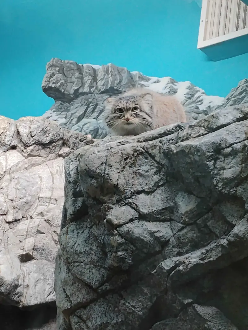 A photograph of Isabel in Cincinnati Zoo