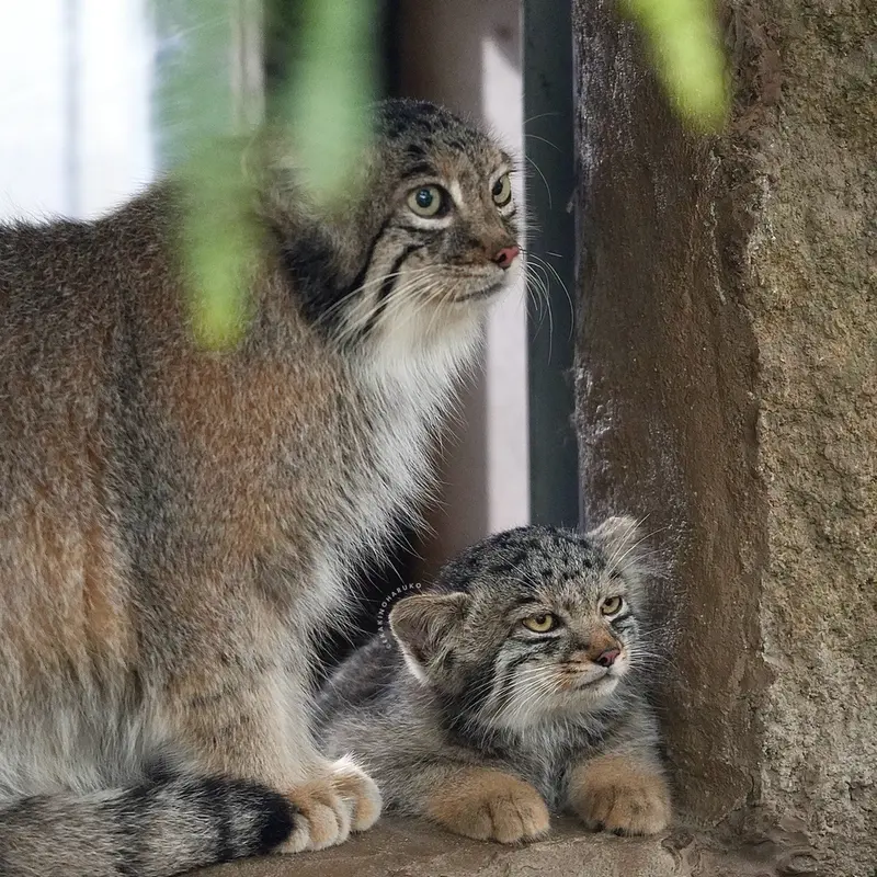 A photograph of Az and Haku in Kobe Animal Kingdom