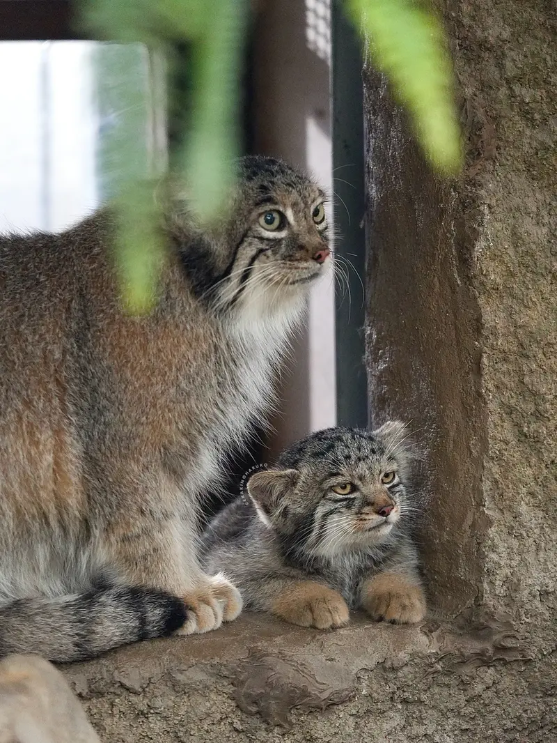 A photograph of Az and Haku in Kobe Animal Kingdom