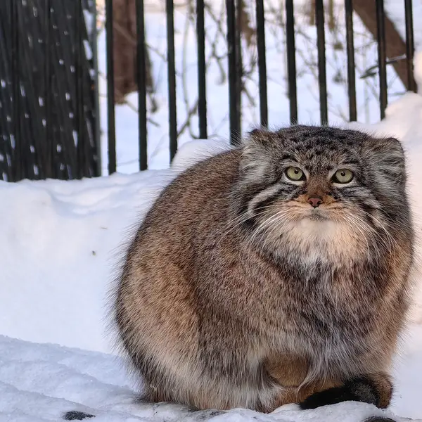 A photograph of Daughter of Eve 2023 Ⅲ in Novosibirsk Zoo