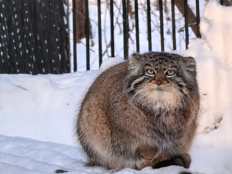 A photograph of Daughter of Eve 2023 Ⅲ in Novosibirsk Zoo