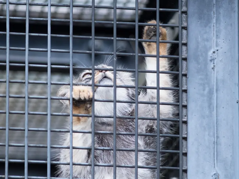 A photograph of Hide in Asahiyama Zoo