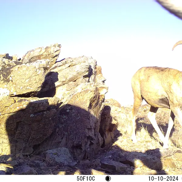 A photograph of Argali from Karashoky camera trap