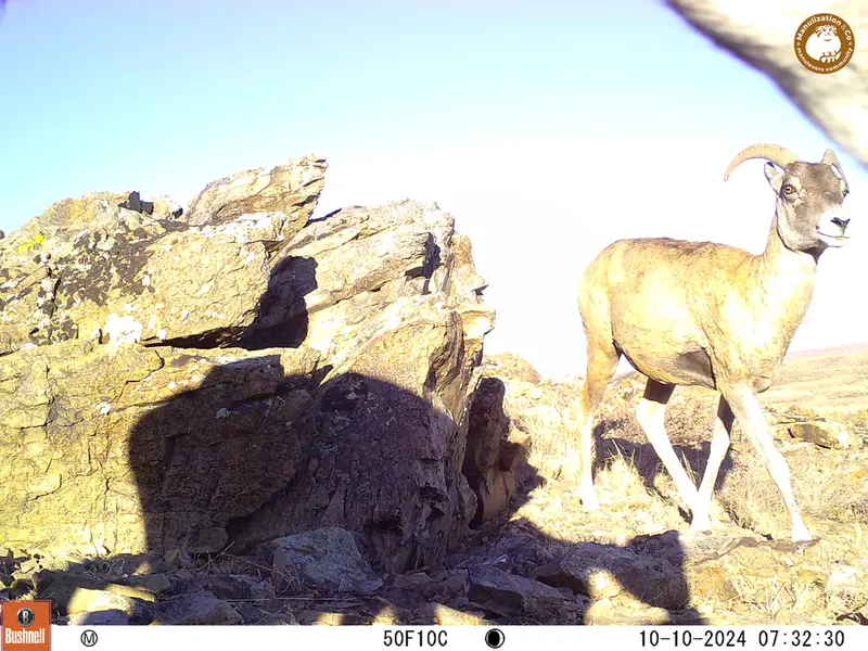A photograph of Argali from Karashoky camera trap