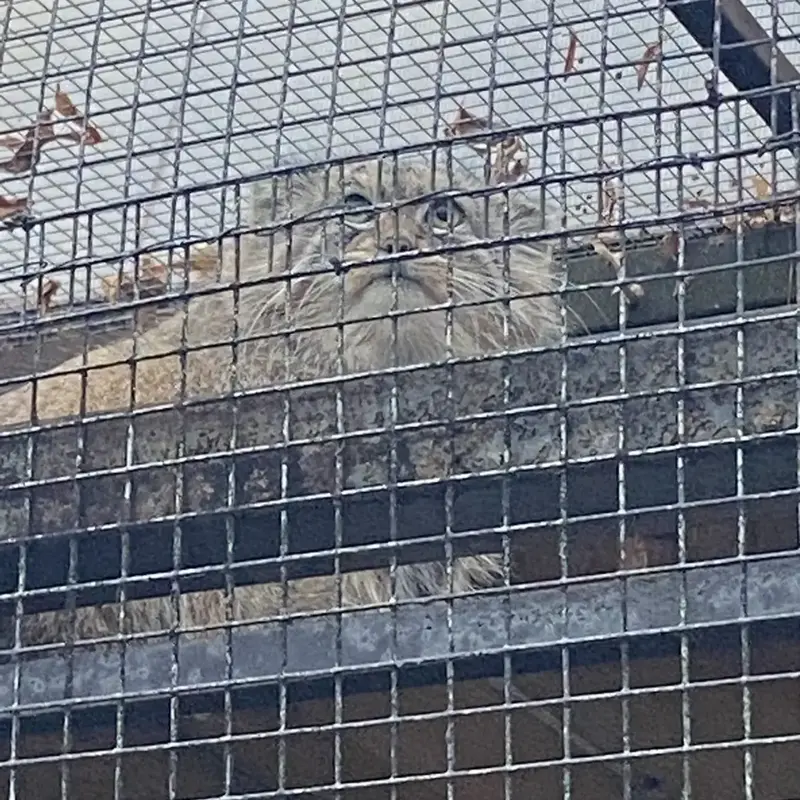 A photograph of Shu in Leningrad zoo