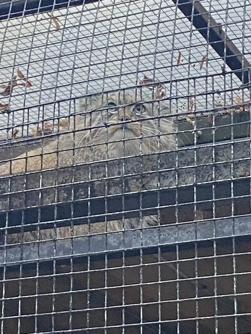 A photograph of Shu in Leningrad zoo