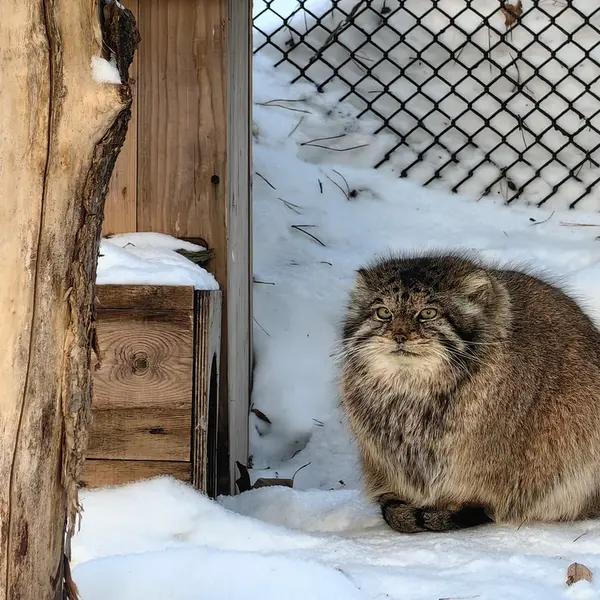 A photograph of Lastochka in Novosibirsk Zoo