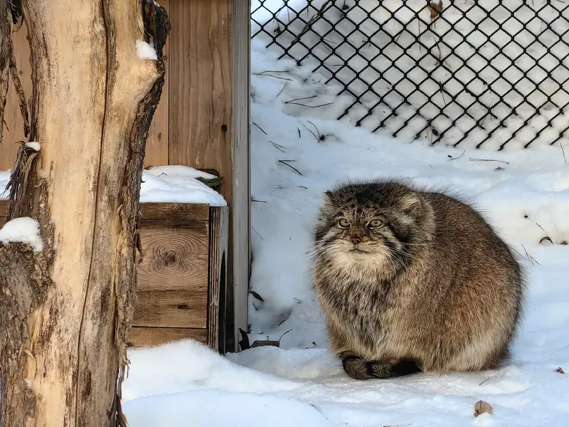 A photograph of Lastochka in Novosibirsk Zoo